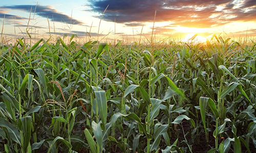 Farm Returns Accountant